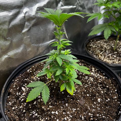 Purple Punch growlog timeline photo