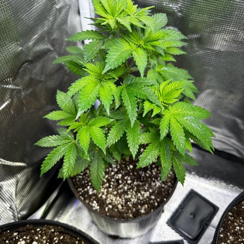 Purple Punch growlog timeline photo