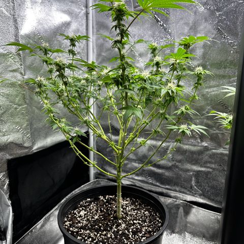 Gorilla growlog timeline photo