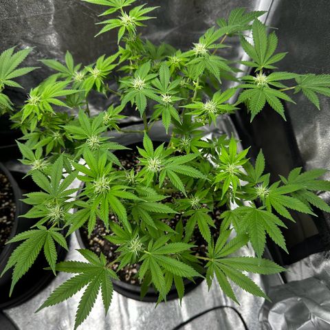 Gorilla growlog timeline photo
