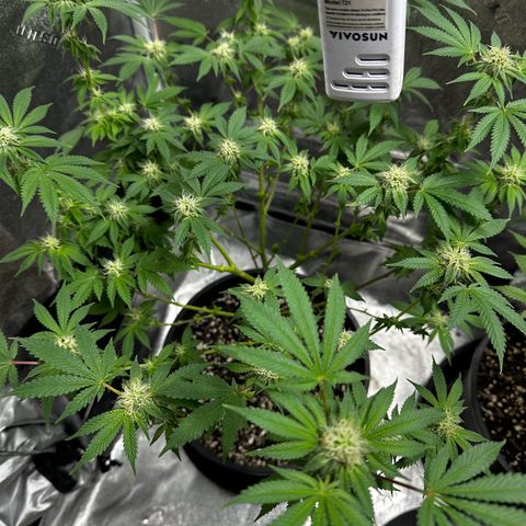 Gorilla growlog timeline photo