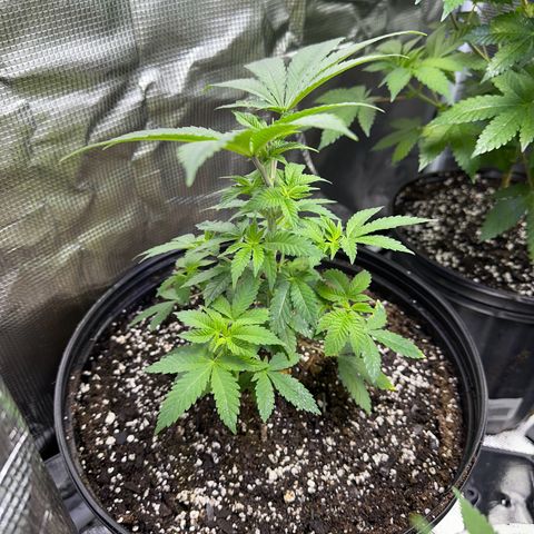 Purple Punch growlog timeline photo