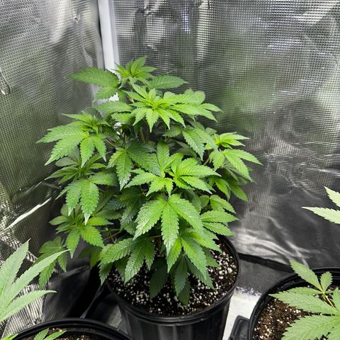 Purple Punch growlog timeline photo