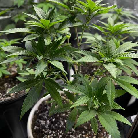 Purple Punch growlog timeline photo