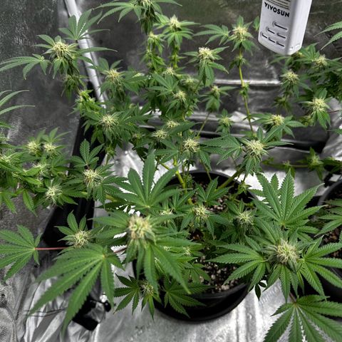 Gorilla growlog timeline photo