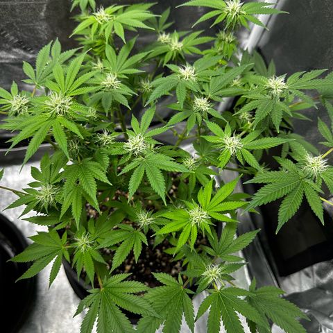 Gorilla growlog timeline photo