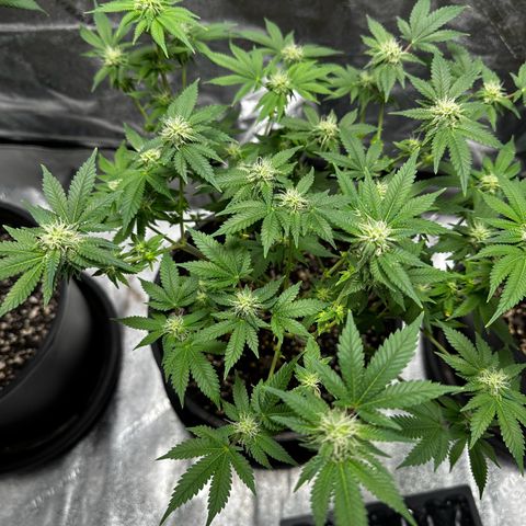Gorilla growlog timeline photo