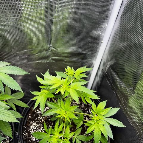 Purple Punch growlog timeline photo