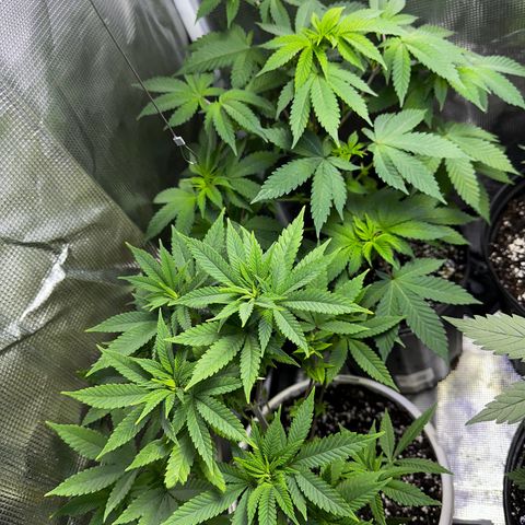 Purple Punch growlog timeline photo