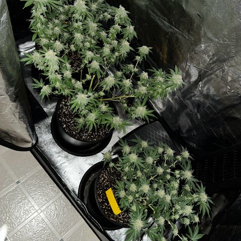 Gorilla growlog timeline photo