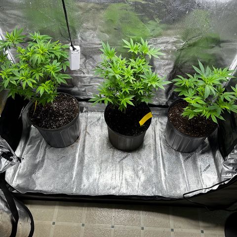 Purple Punch growlog timeline photo