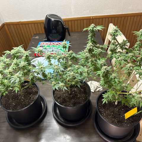 Gorilla growlog timeline photo