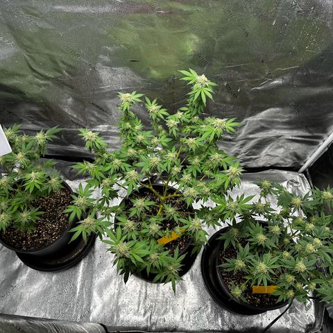 Gorilla growlog timeline photo