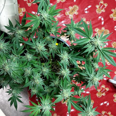Gorilla growlog timeline photo
