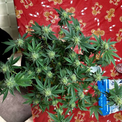 Gorilla growlog timeline photo