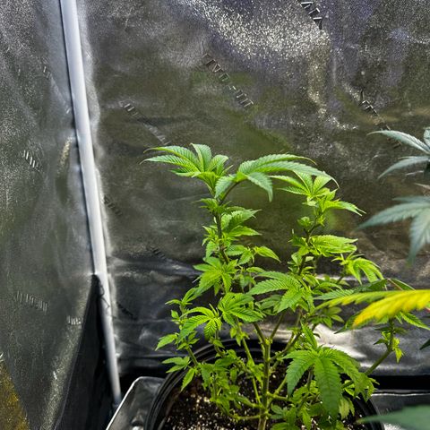 Purple Punch growlog timeline photo