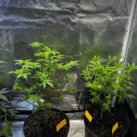 Purple Punch growlog timeline photo