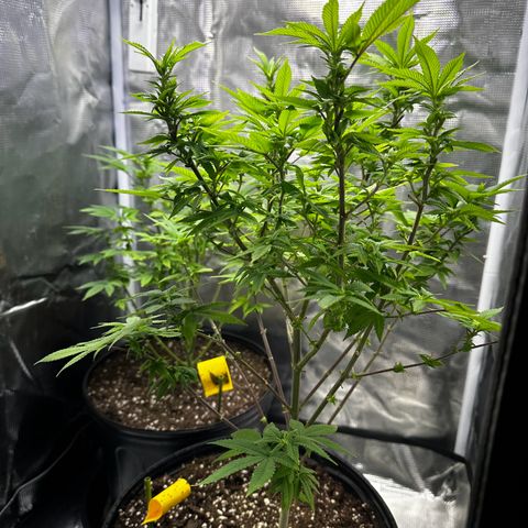 Purple Punch growlog timeline photo
