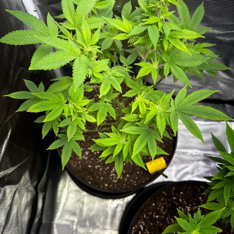 Purple Punch growlog timeline photo
