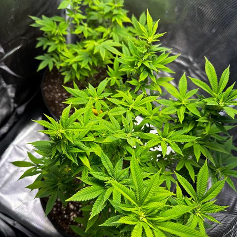 Purple Punch growlog timeline photo