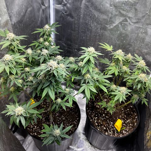 Purple Punch growlog timeline photo