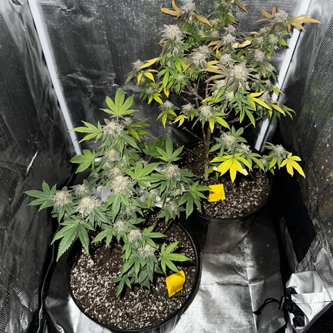 Purple Punch growlog timeline photo