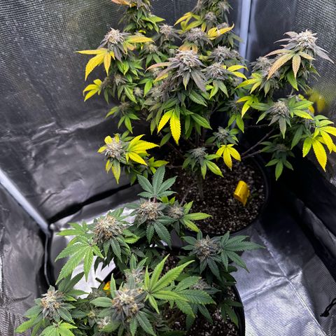 Purple Punch growlog timeline photo