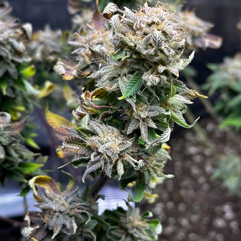 Purple Punch growlog timeline photo
