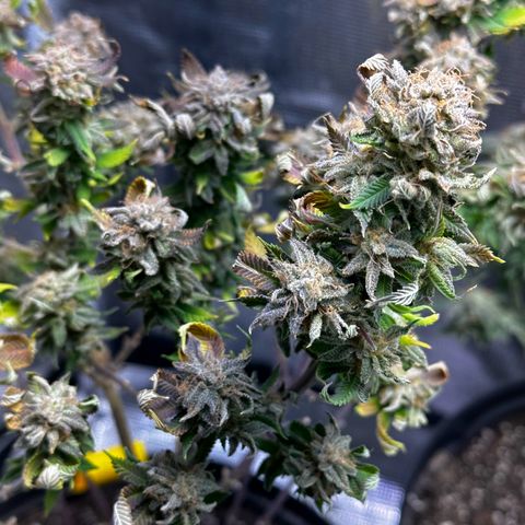 Purple Punch growlog timeline photo