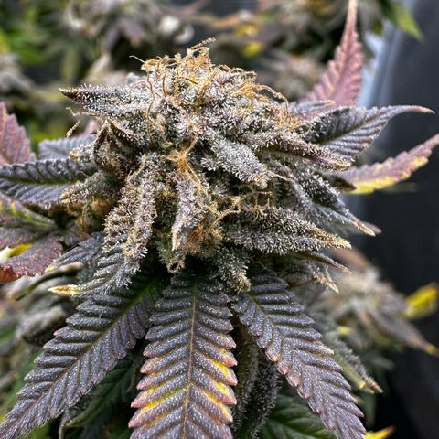Purple Punch growlog timeline photo