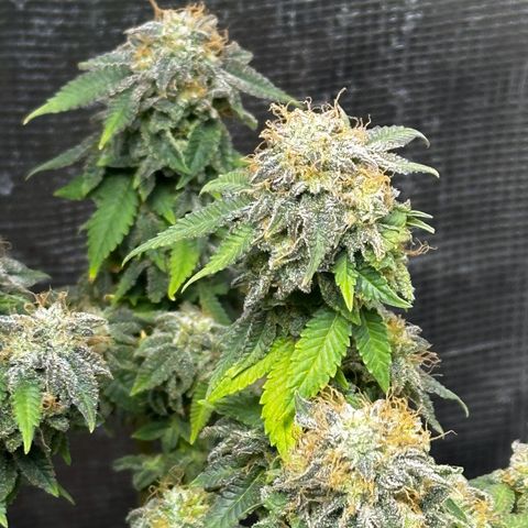 Purple Punch growlog timeline photo