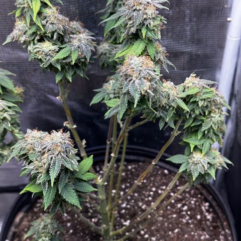 Purple Punch growlog timeline photo