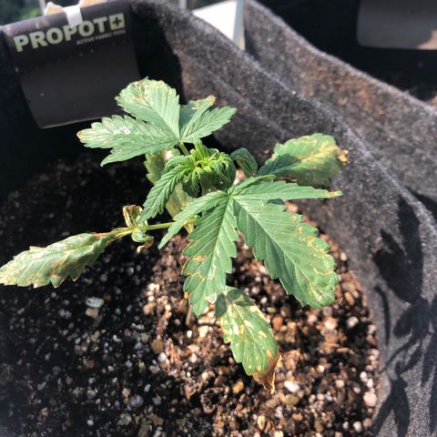 Strees killa  growlog timeline photo
