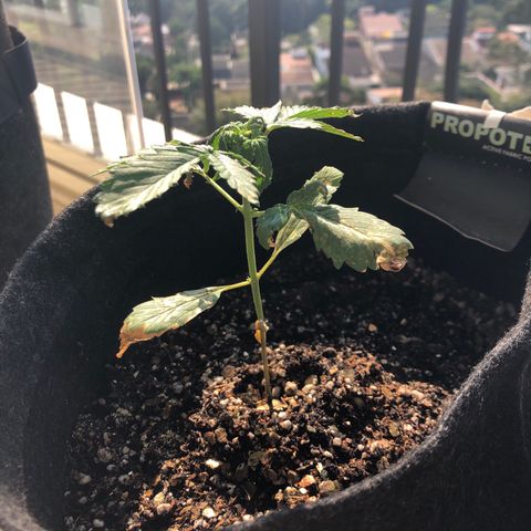 Strees killa  growlog timeline photo