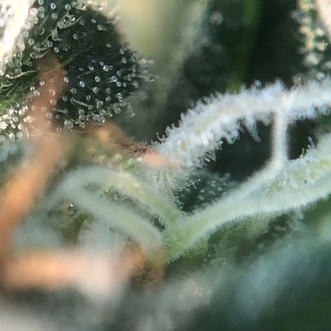 Strees killa  growlog timeline photo