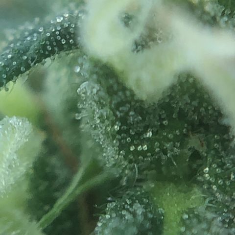 Strees killa  growlog timeline photo