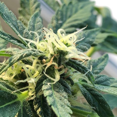 Strees killa  growlog timeline photo