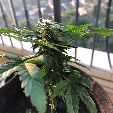 Strees killa  growlog timeline photo