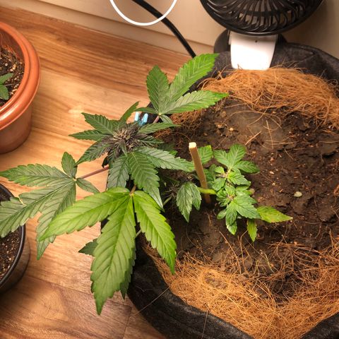 Purplematic CBD growlog timeline photo