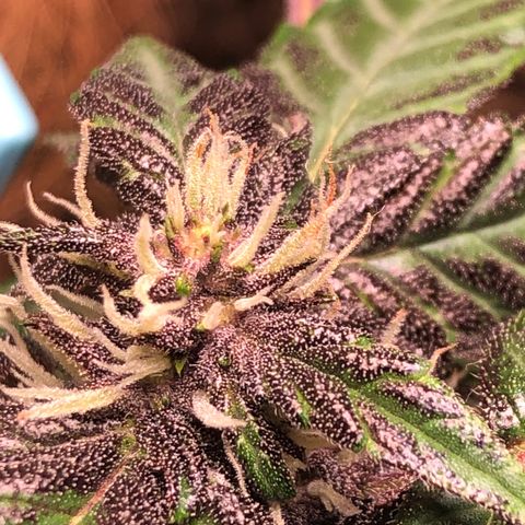 Purplematic CBD growlog timeline photo