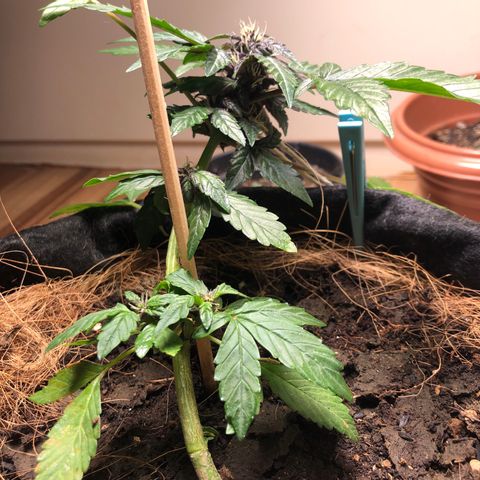 Purplematic CBD growlog timeline photo