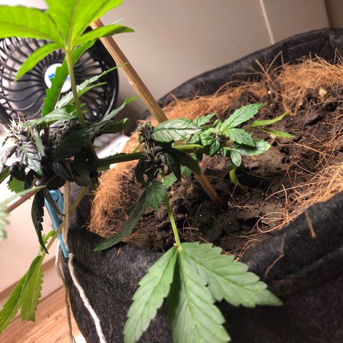 Purplematic CBD growlog timeline photo