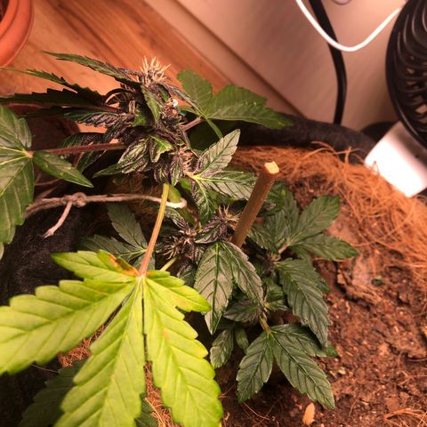 Purplematic CBD growlog timeline photo
