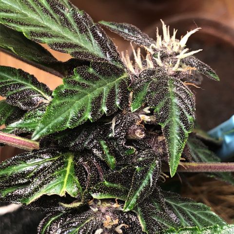 Purplematic CBD growlog timeline photo