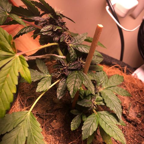 Purplematic CBD growlog timeline photo