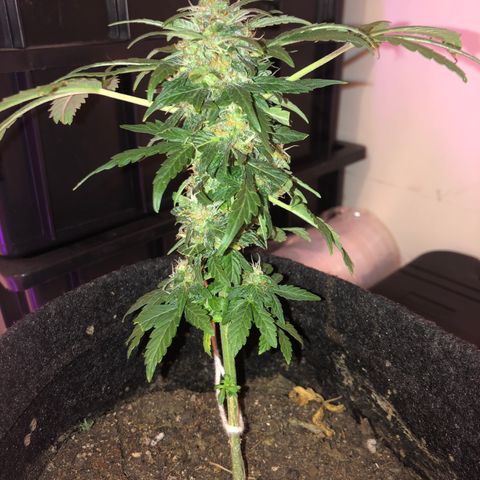 Strees killa  growlog timeline photo