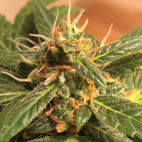 Strees killa  growlog timeline photo