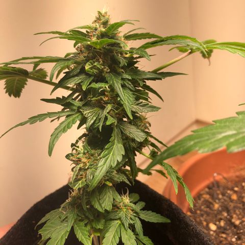 Strees killa  growlog timeline photo