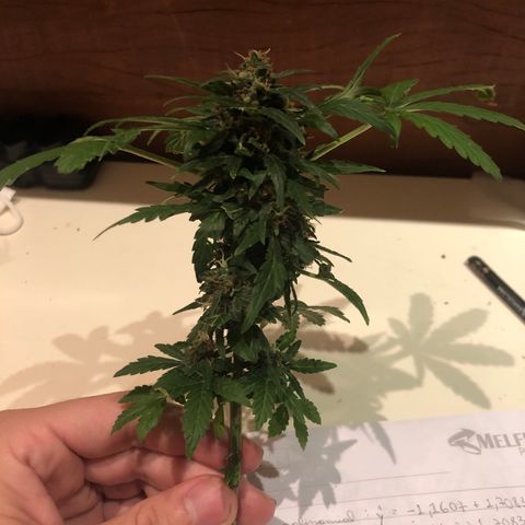 Strees killa  growlog timeline photo