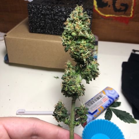 Strees killa  growlog timeline photo